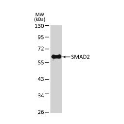 SMAD2 antibody