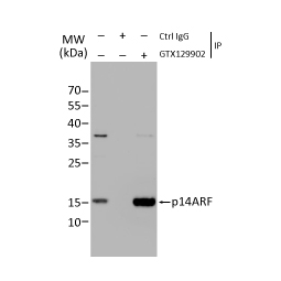 CDKN2A / p14ARF antibody