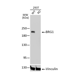 BRG1 antibody [GT2712]