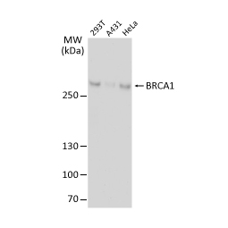 BRCA1 antibody [17F8] - ChIP grade