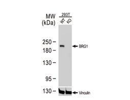 BRG1 antibody [GT2712]