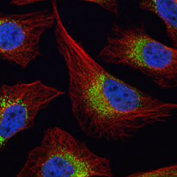 Fibrinogen gamma antibody (GTX108640)