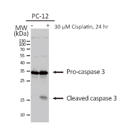 Caspase 3 antibody (GTX110543)