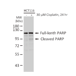 PARP antibody [N2C1], Internal