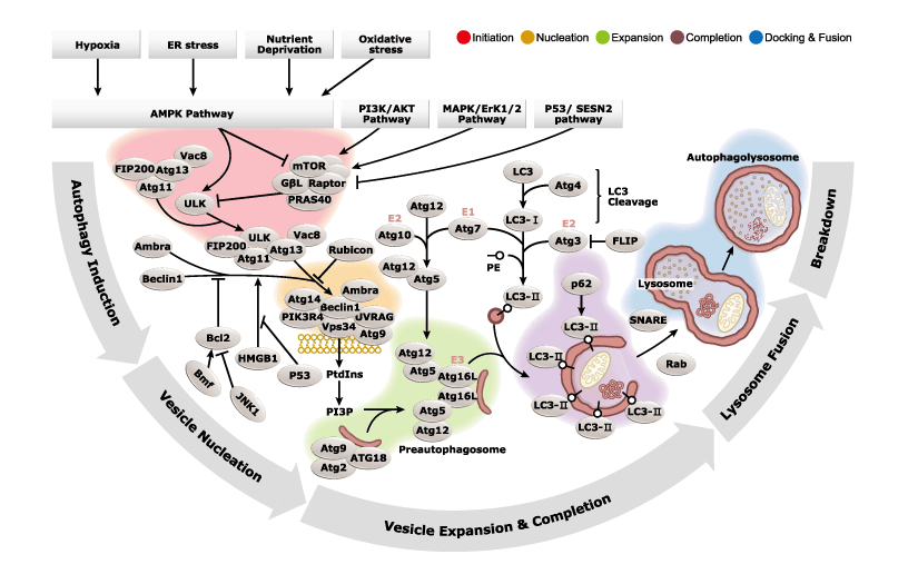 Autophagy