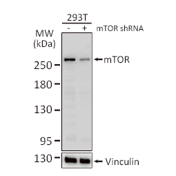 mTOR antibody [C3], C-term
(GTX101557)