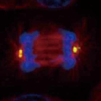 gamma Tubulin antibody (GTX113286)