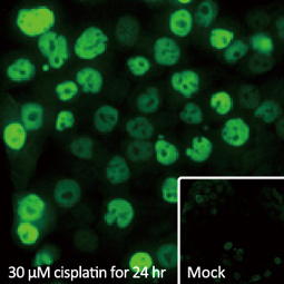 p21 Cip1 antibody (GTX629543)