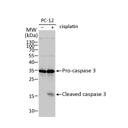 Caspase 3 antibody (GTX110543)