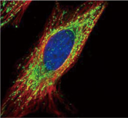 COX4 antibody (GTX114330)