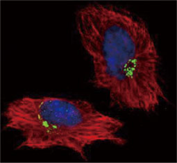 GOLPH2 antibody  (GTX116154)