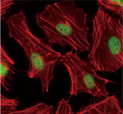 PCNA antibody  (GTX100539)