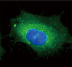 PEX26 antibody  (GTX109551)