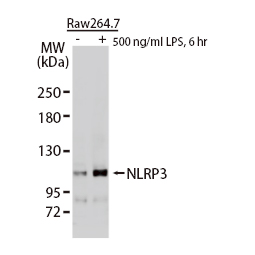 NLRP3 antibody (GTX133569)