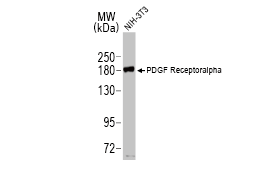 PDGF Receptor alpha antibody