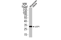 UCP1 antibody