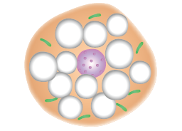 Beige Adipocyte