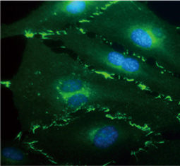 VE-cadherin antibody GTX633705