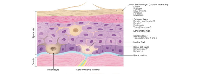 Epidermal Cells