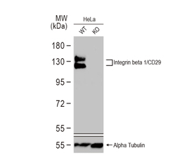Integrin beta 1 / CD29 antibody GTX128839