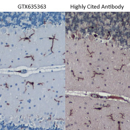 Iba1 antibody [HL22] (GTX635363)