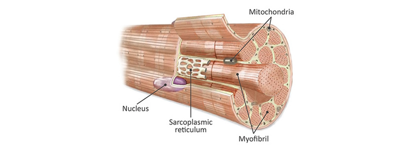 Skeletal Muscle Cells