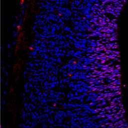 SOX2 antibody [GT1876] (GTX627404)