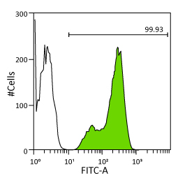 Nanog antibody [GT3312] (GTX627421)