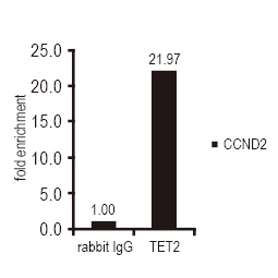 TET2 antibody [N2-2], N-term (GTX124205)