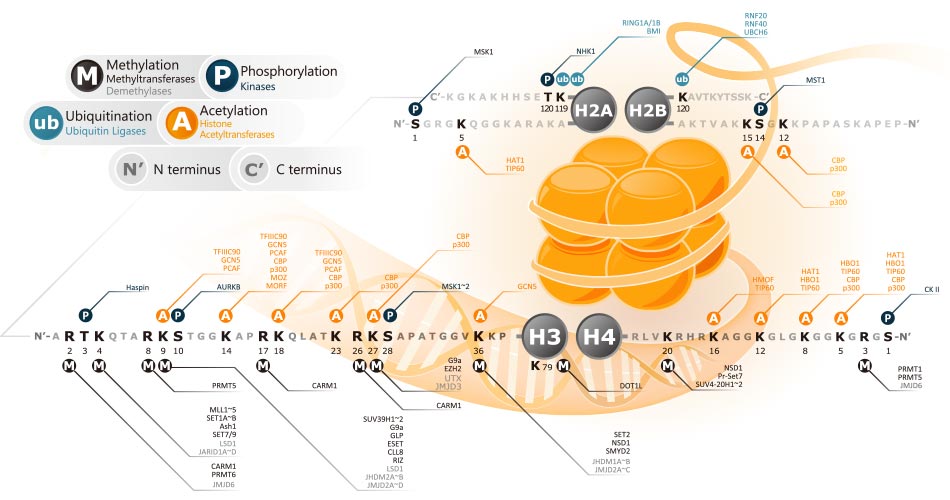 Histone-Modification