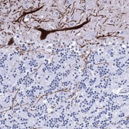 Calbindin antibody [MSVA-471M] HistoMAX (GTX04454)