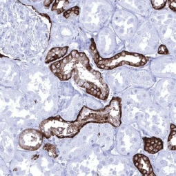 TACSTD2 antibody [MSVA-733R] HistoMAX (GTX04443)