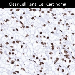 Histone H3 antibody [MSVA-903M] HistoMAX (GTX04421)