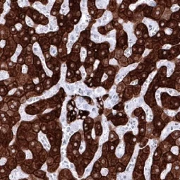 pan Cytokeratin antibody [MSVA-000R] HistoMAX (GTX04363)