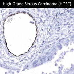 VWF antibody [MSVA-521R] HistoMAX (GTX04412)