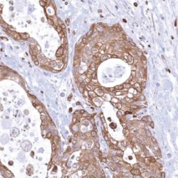 MPYS antibody [MSVA-515M] HistoMAX (GTX04484)