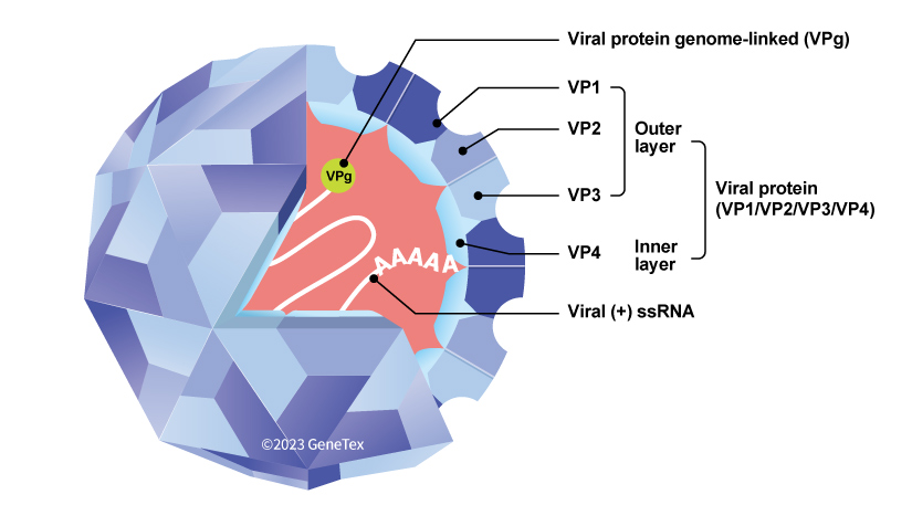 Figure 1. The Coxsackievirus