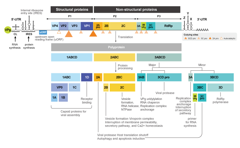 Figure 2. Coxsackievirus Protein Schematic Diagram