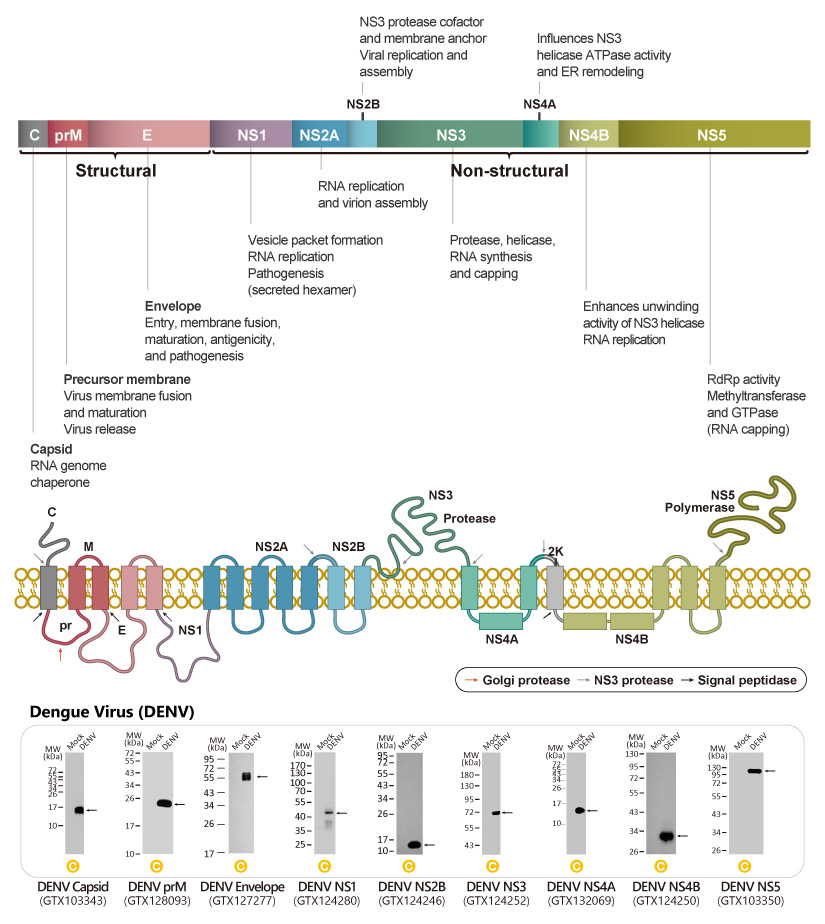 Dengue Virus Protein Schematic Diagram