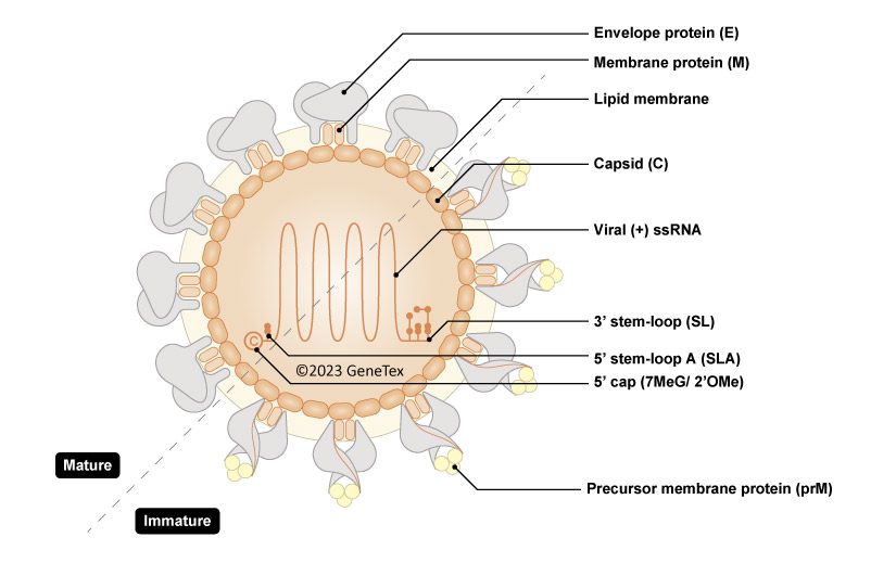 Dengue Virus