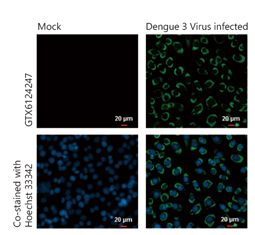 Dengue virus Capsid protein antibody (GTX124247)