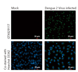 Dengue virus Envelope protein antibody (GTX629117)