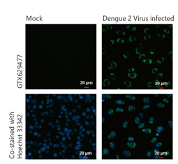 Dengue virus NS3 protein antibody (GTX629477)