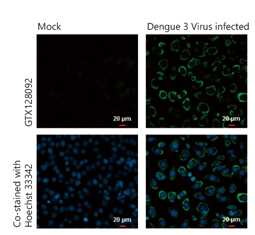 Dengue virus prM protein antibody (GTX128092)