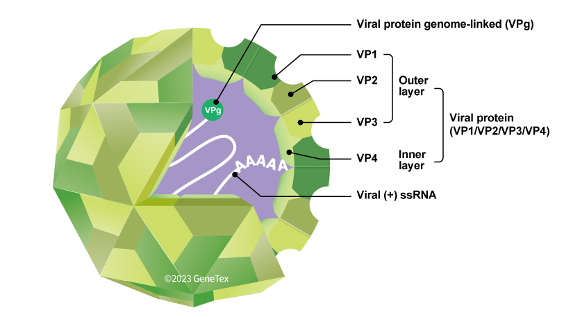 图 1. EV-D68 病毒体