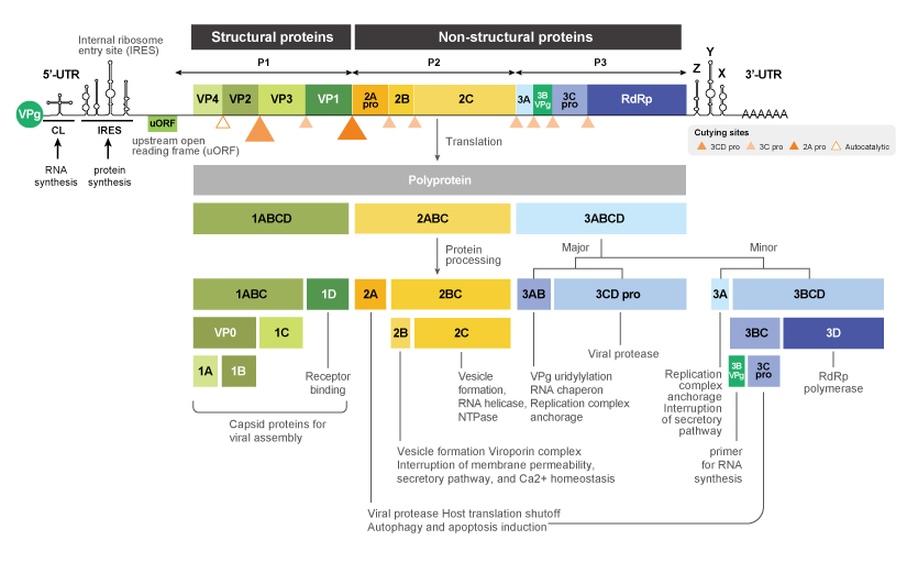 图 2. EV-D68 基因组编码单个多蛋白，该多蛋白被加工成 11 种成熟蛋白。