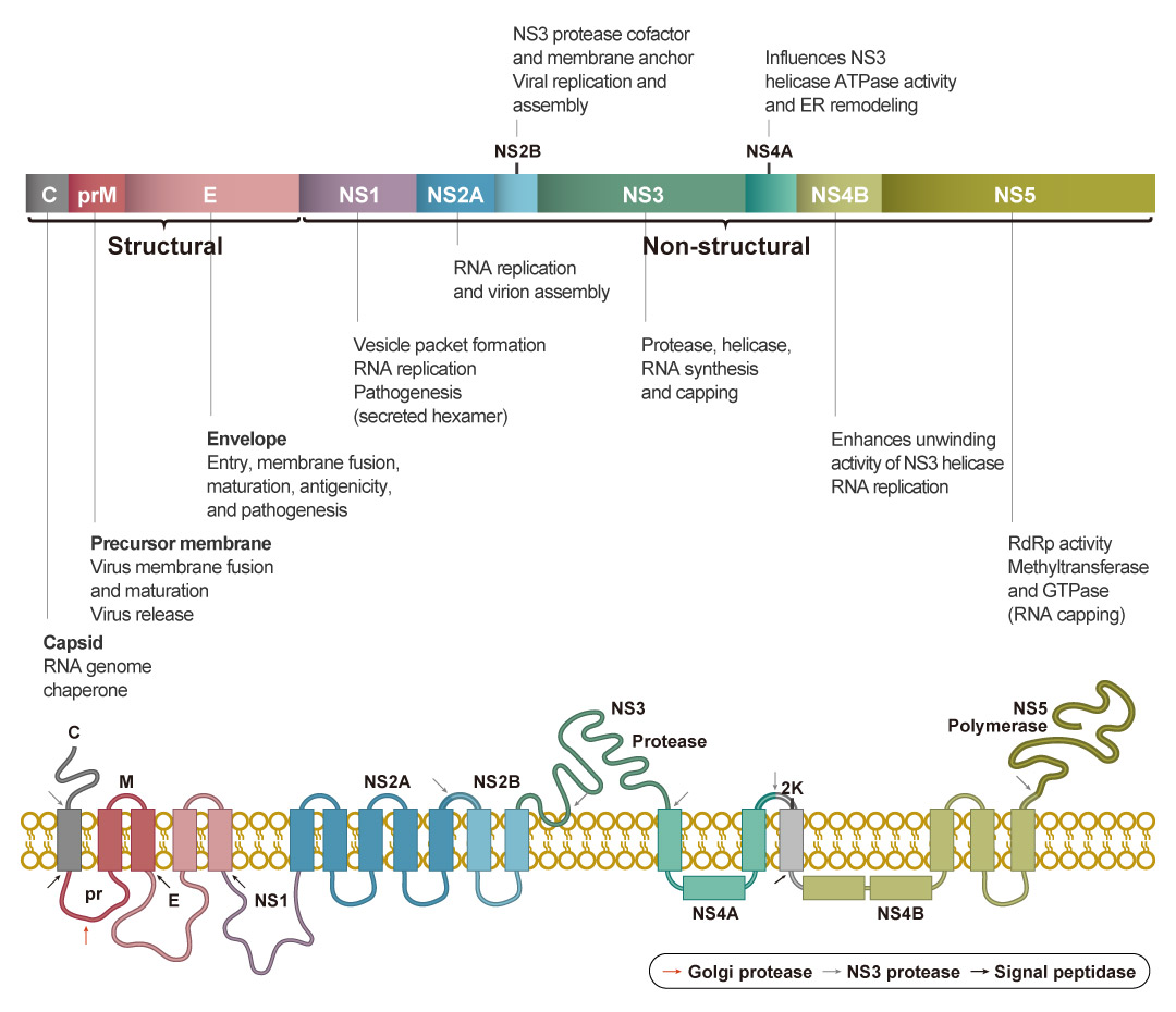 Hepatitis C Virus