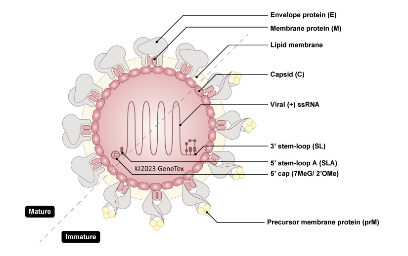 Hepatitis C Virus