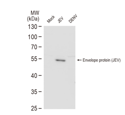 Envelope protein (JEV) antibody (GTX125867)