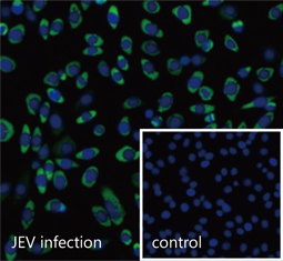 Envelope protein (JEV) antibody